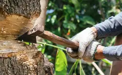 Entreprise d'abattage d'arbre 09